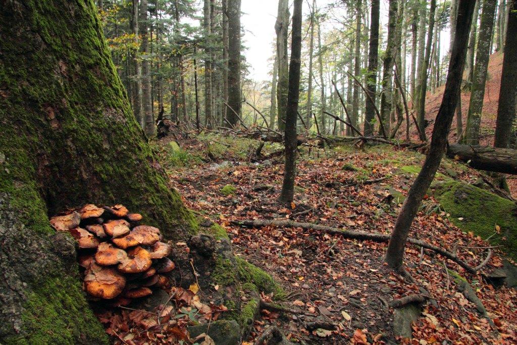 Novembre a Sasso Fratino